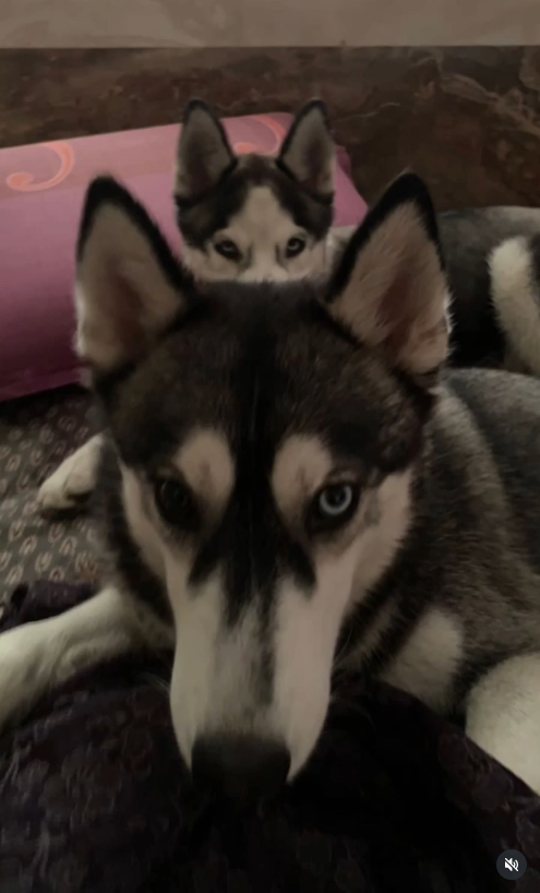 Siberian Huskies