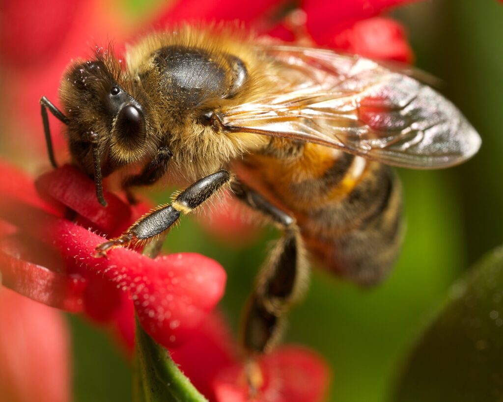 a bee on a grevillea flower