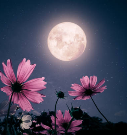 Strawberry Moon 2025