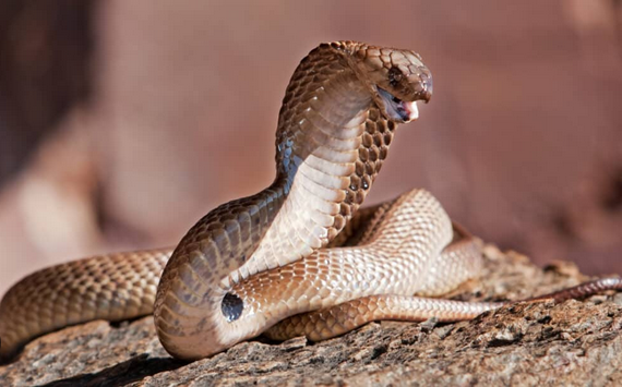 Most Snake Bite Deaths Country