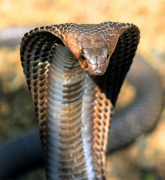 Most Snake Bite Deaths Country