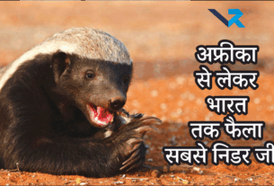 Fearless Honey Badger