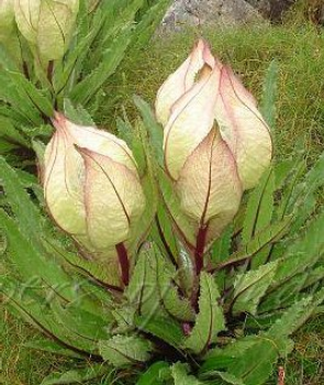 Saussurea obvallata