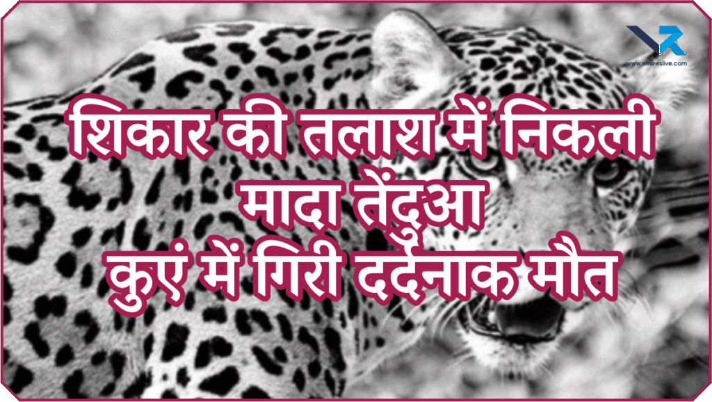 Leopard Found Dead Tapi District