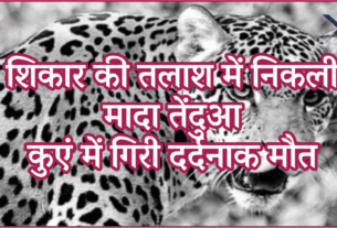 Leopard Found Dead Tapi District