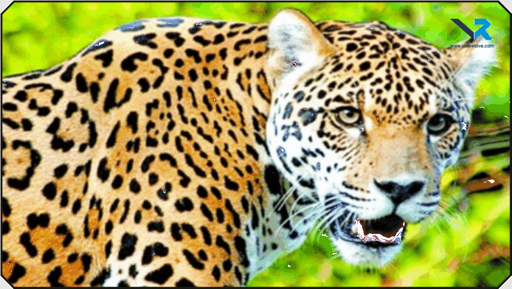 Leopard Found Dead Tapi District